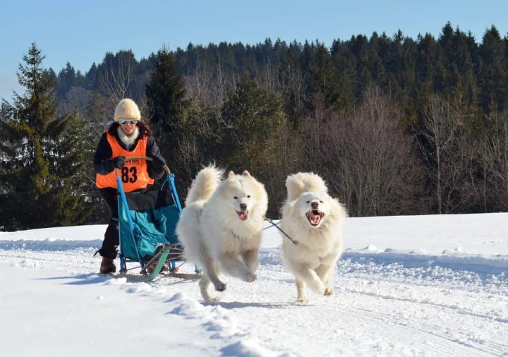 雪橇犬有几种_雪橇犬的种类