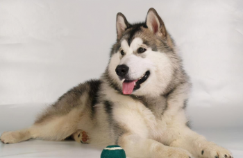 雪橇犬有几种_雪橇犬的种类