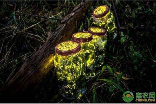 怎么养萤火虫_养萤火虫的方法