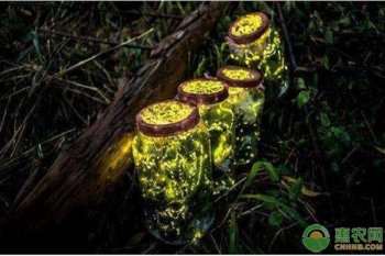 怎么养萤火虫_养萤火虫的方法