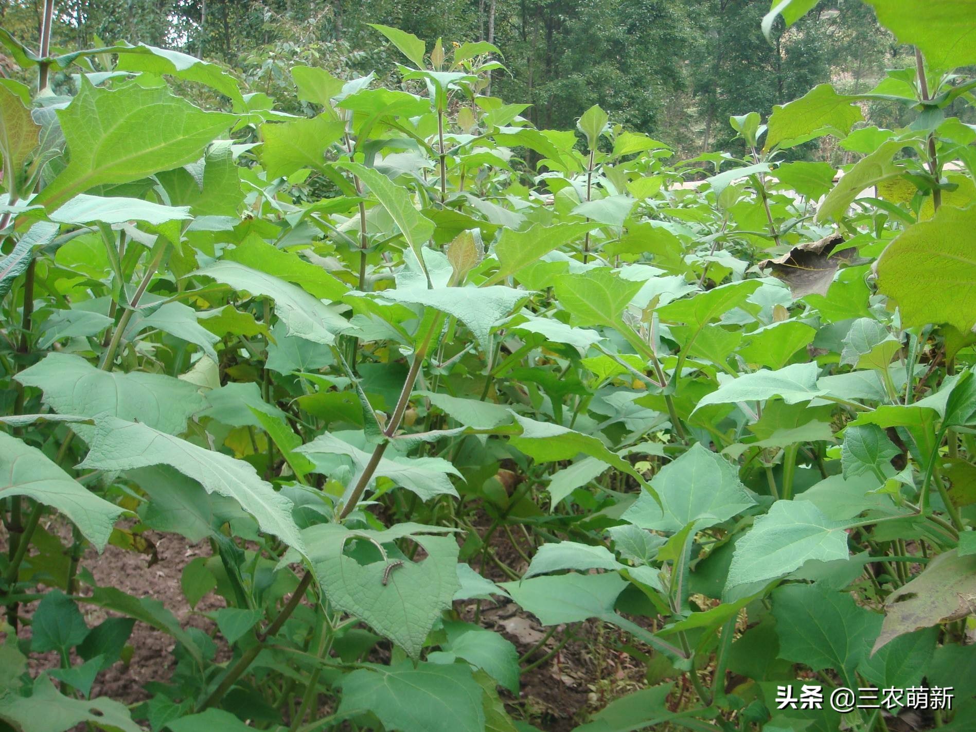 天山雪莲怎么吃_天山雪莲的吃法及营养价值