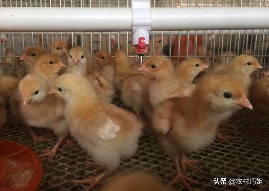 小鸡怎么饲养_小鸡的养殖方法