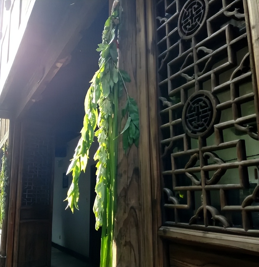 端午艾草怎么挂_端午艾草的正确挂法