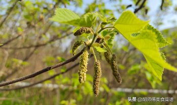 构树穗怎么吃_构树穗的正确吃法