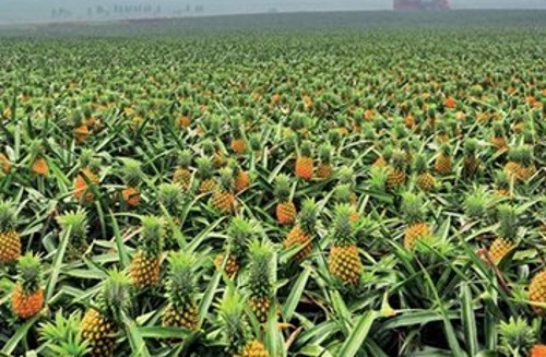 菠萝怎么种植_菠萝的种植技巧