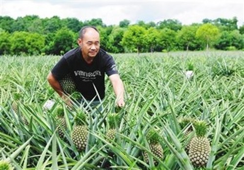 菠萝怎么种植_菠萝的种植技巧