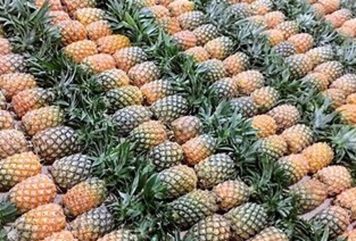 菠萝怎么种植_菠萝的种植技巧