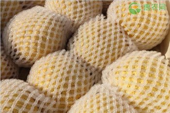 秋天成熟的水果有什么哪些_秋天成熟的水果种类