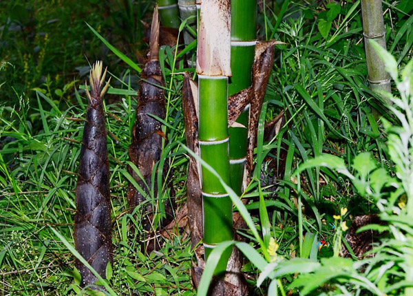 竹子的用途有哪些_竹子的用途和价值