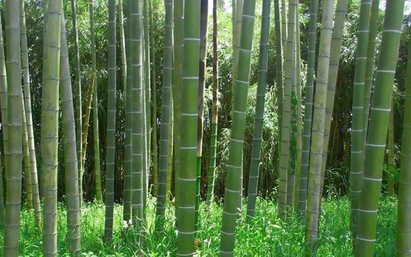 竹子的用途有哪些_竹子的用途和价值