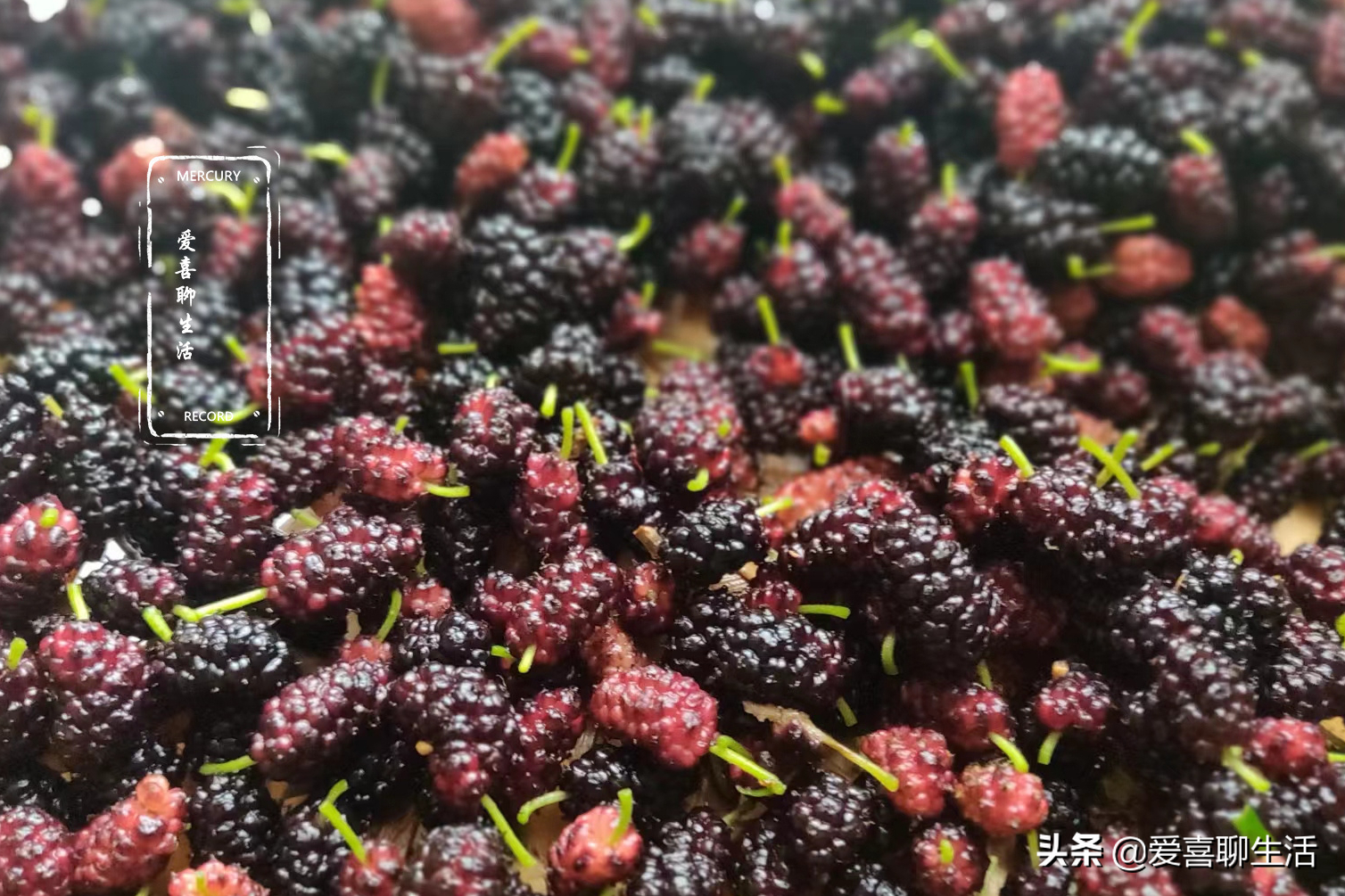 桑葚干怎么制作_桑葚干的制作方法
