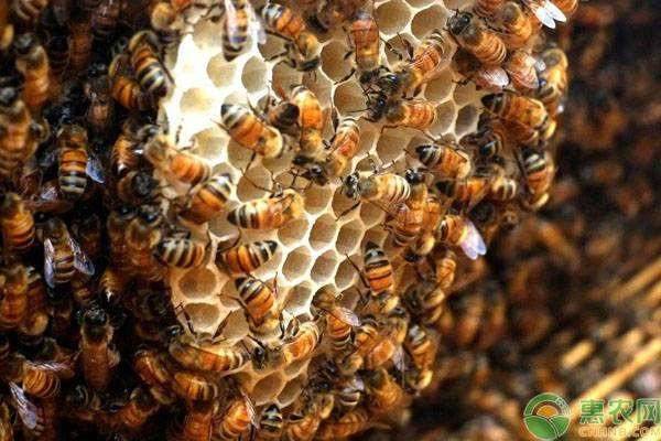蜜蜂怎么养殖_蜜蜂的养殖方法