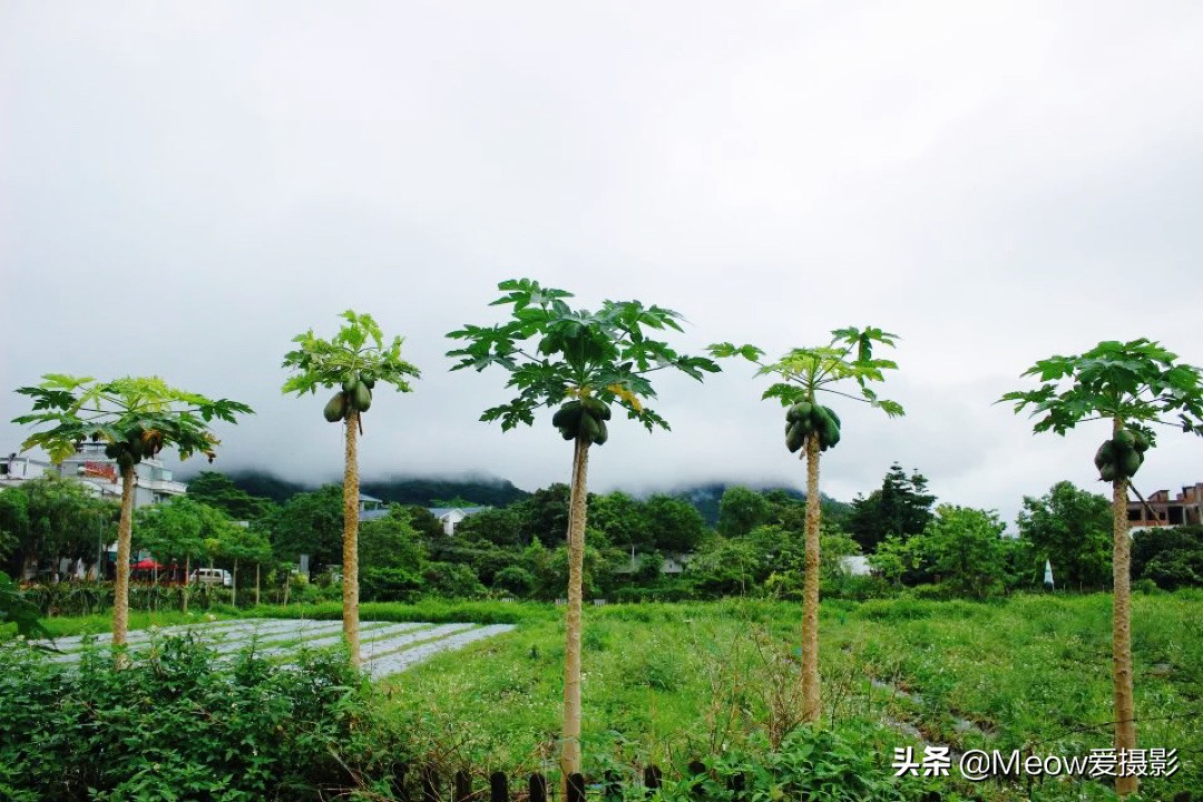 白水寨在哪里_白水寨的位置概况