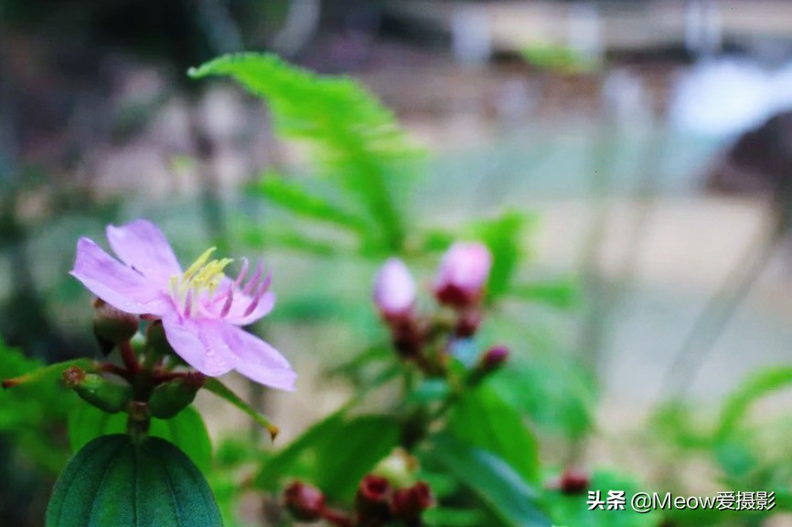 白水寨在哪里_白水寨的位置概况