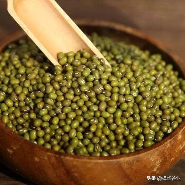 绿豆主要产地在哪_绿豆的产地介绍