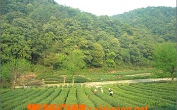 龙井茶产地在哪_龙井茶产地介绍