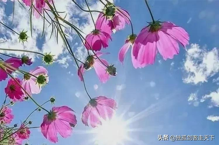 格桑花是什么_格桑花的寓意