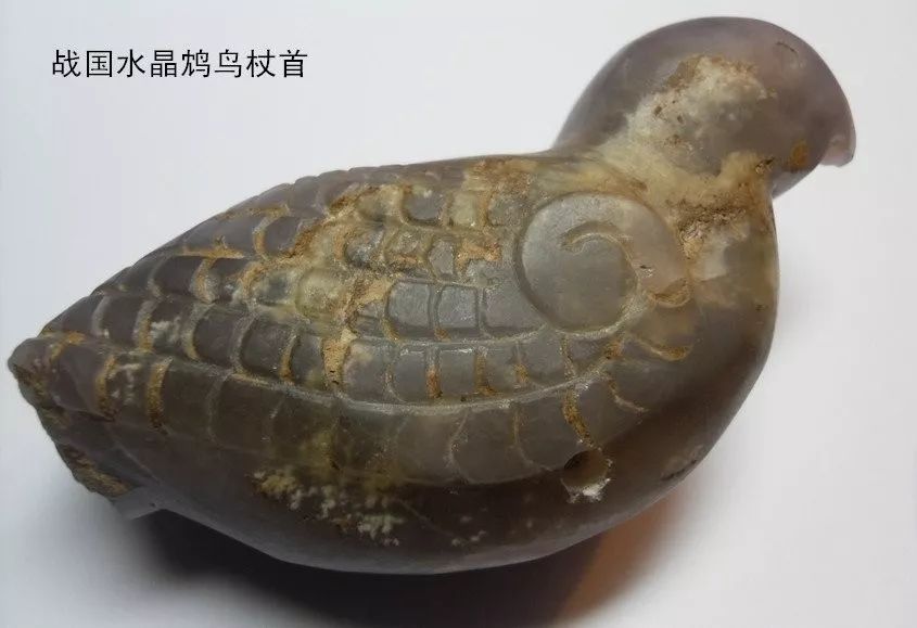鸩鸟真的存在吗_一文解答