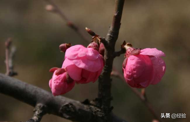 梅花又什么特点_梅花的特点及寓意