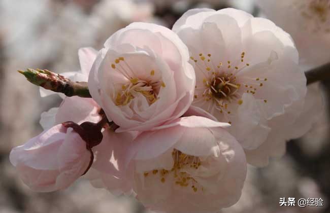 梅花又什么特点_梅花的特点及寓意