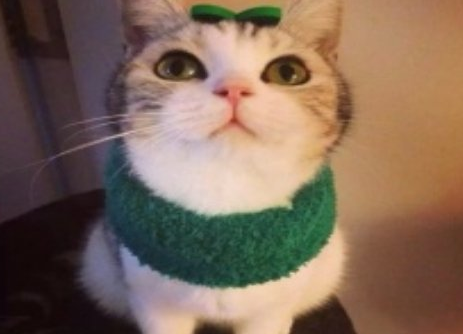 梦见猫是什么意思_梦见猫的征兆