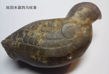 鸩鸟真的存在吗_一文解答