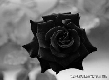 黑玫瑰的花语是什么_黑玫瑰的花语和含义