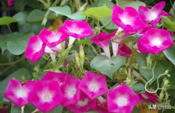 牵牛花是什么颜色_牵牛花的花色及特点