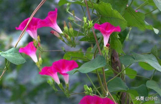 牵牛花是什么颜色_牵牛花的花色及特点