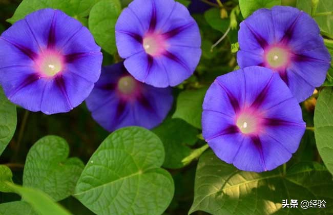 牵牛花是什么颜色_牵牛花的花色及特点