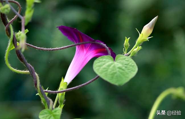 牵牛花是什么颜色_牵牛花的花色及特点