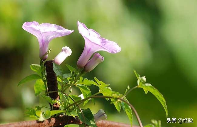 牵牛花是什么颜色_牵牛花的花色及特点