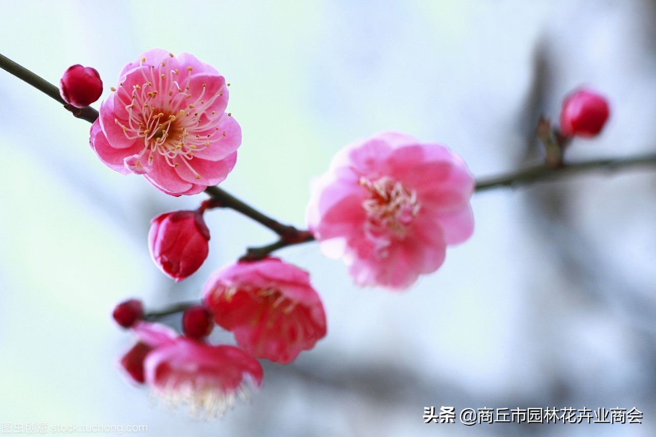 家里养梅花好吗_家里养梅花的禁忌