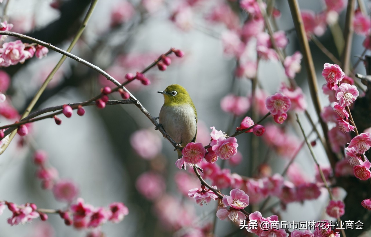家里养梅花好吗_家里养梅花的禁忌