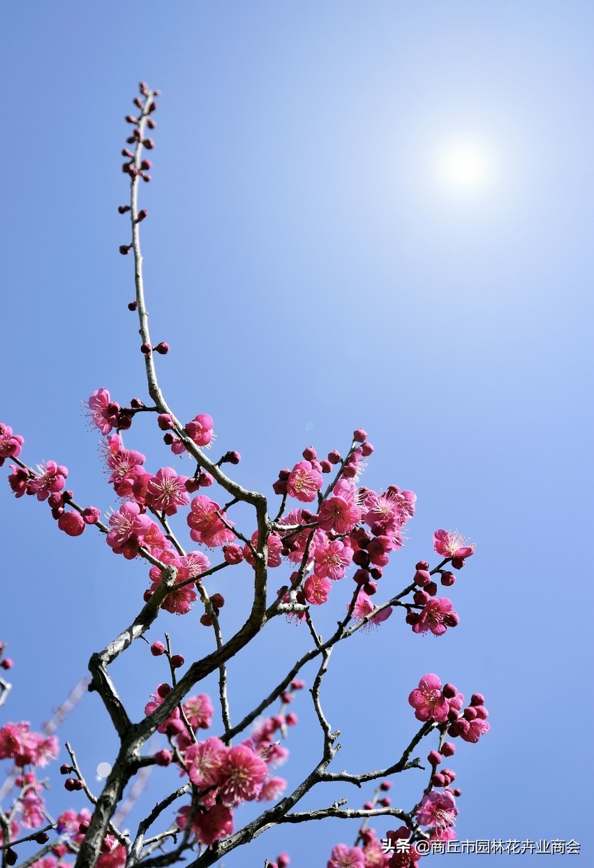 家里养梅花好吗_家里养梅花的禁忌