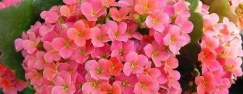长寿花怎么养殖_长寿花的养殖技巧