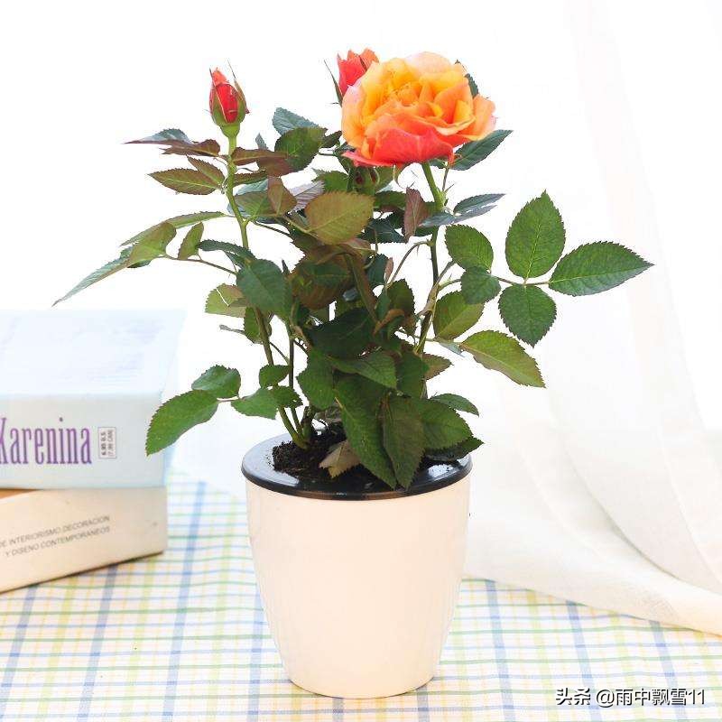 玫瑰花怎么养殖_玫瑰花的养殖方法