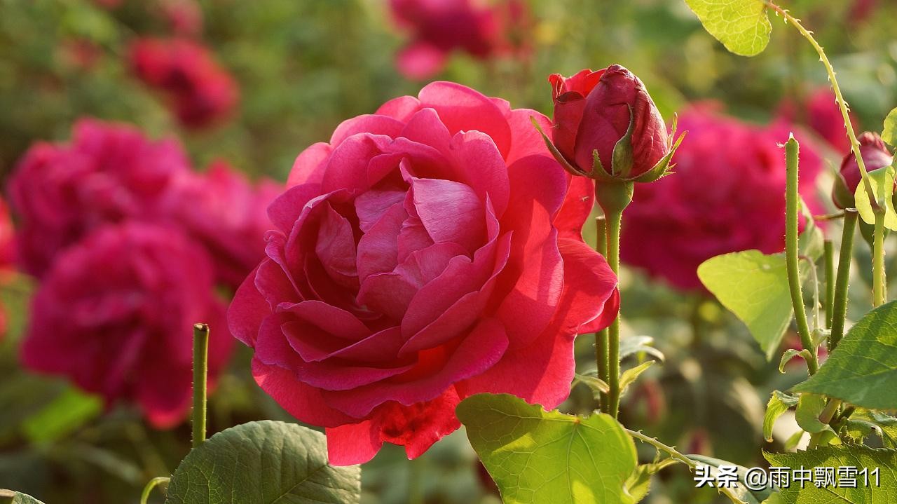 玫瑰花怎么养殖_玫瑰花的养殖方法
