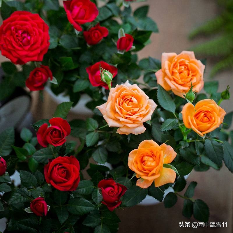 玫瑰花怎么养殖_玫瑰花的养殖方法