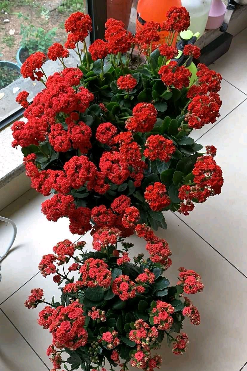 长寿花怎么样_长寿花的养殖方法