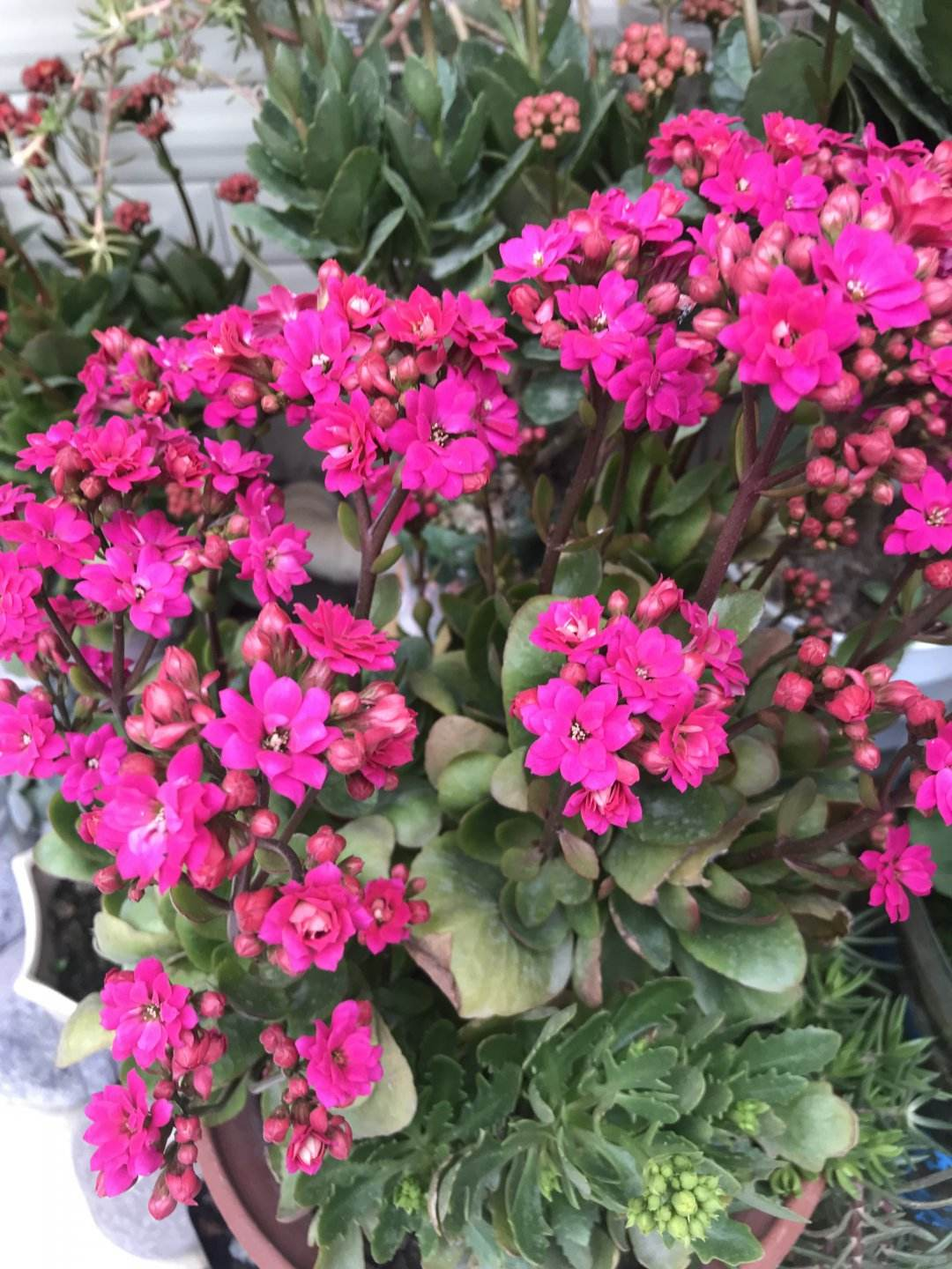 长寿花怎么样_长寿花的养殖方法