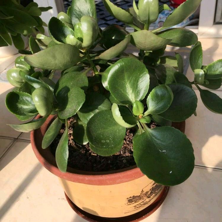长寿花怎么样_长寿花的养殖方法