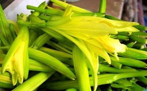 鲜黄花菜能吃吗_一文告诉你答案