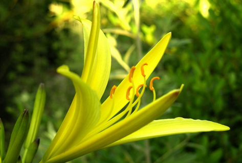 鲜黄花菜能吃吗_一文告诉你答案