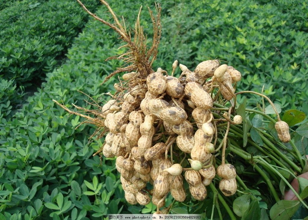 花生怎么种植_花生的种植方法