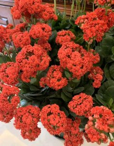 长寿花怎么样_长寿花的养殖方法