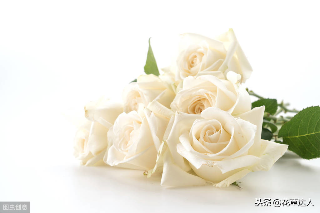 白色玫瑰花语是什么_白色玫瑰的花语及寓意