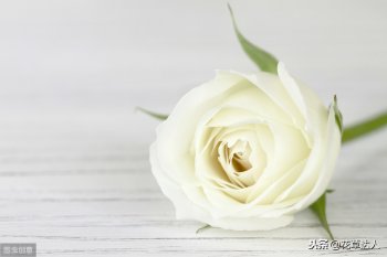 白色玫瑰花语是什么_白色玫瑰的花语及寓意