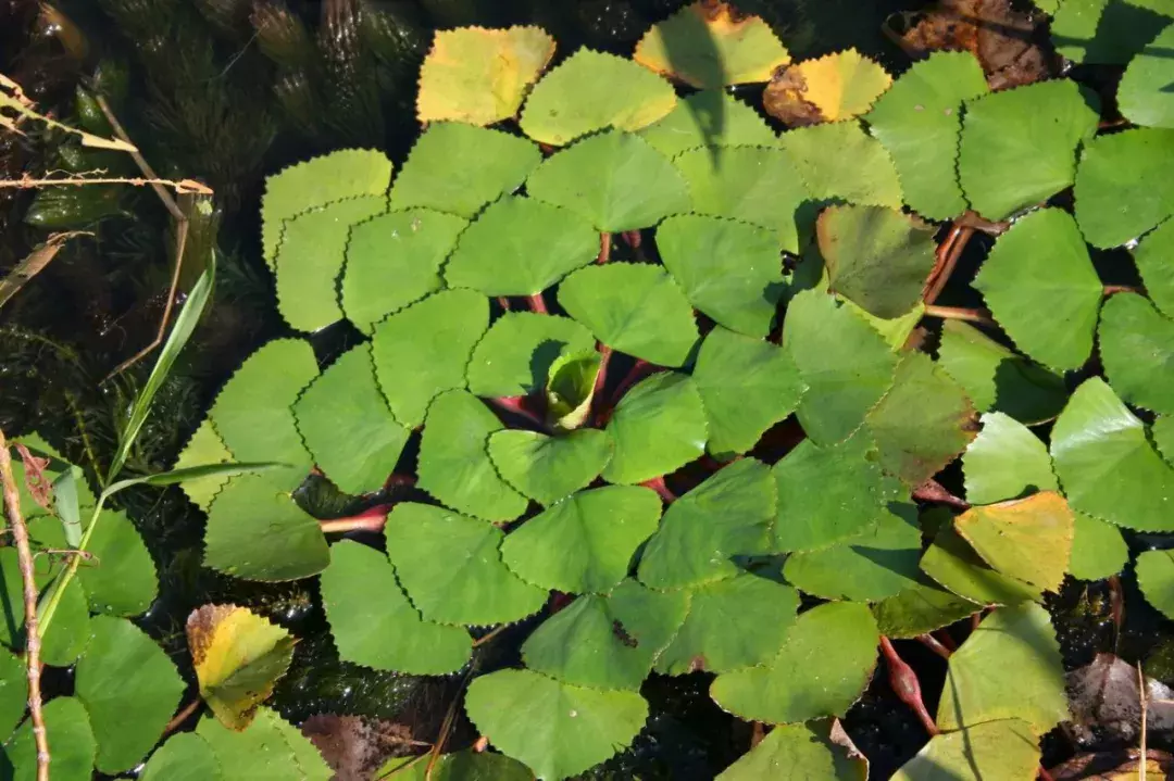 菱角怎么种植的_菱角种植技术