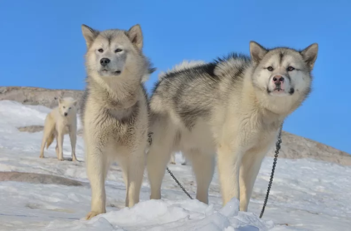 雪橇犬有几种_雪橇犬的种类介绍